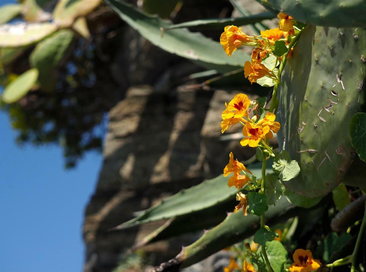 Agave Room Rental Riomaggiore Esterno foto
